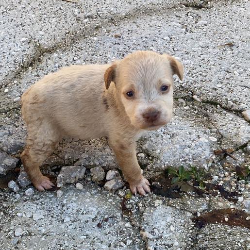 Cucciolo piccolissimo abbandonato per strada ieri: "Nemmeno a Natale ci sono miracoli"