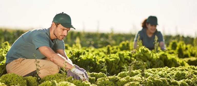 bandi per promuovere la sostenibilità e competitività del comparto agricolo