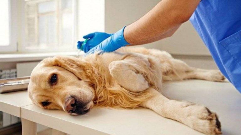 Servizio gratuito di sterilizzazione di cani femmine padronali