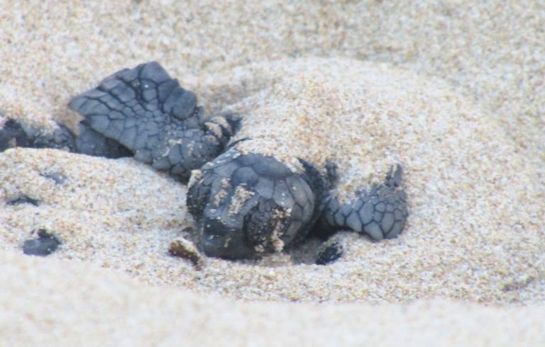 Nido di Tartaruga Marina nella Riserva Borsacchio: 53 nuove nate con dediche speciali a persone e bambini che non ci sono più (video)||