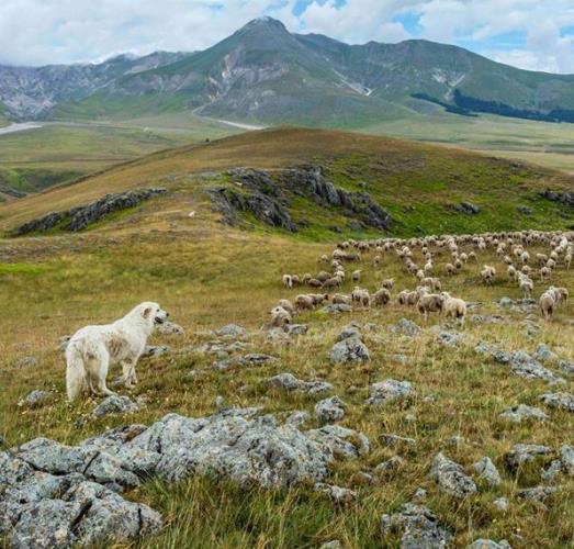 Regolamento per assegnazione terreni adibiti a pascolo