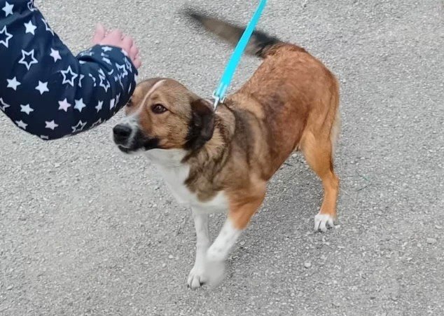 La cagnolina Thelma dal canile di Sante Marie a una scuola di Belluno per parlare di lotta al randagismo e rispetto degli animali||