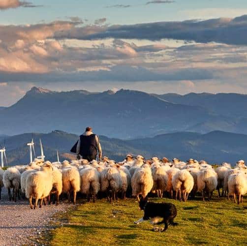 Percorsi ininterrotti: la transumanza come veicolo di valorizzazione del patrimonio culturale locale|