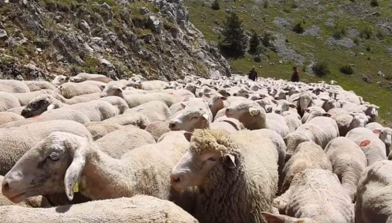 Seguendo i pastori durante la transumanza verticale da Celano ai piani del Sirente|||Presentato il programma del Festival della Transumanza: coinvolte Lecce nei Marsi