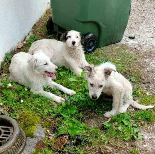 Cuccioli abbandonati in "pessime condizioni" a Roccacerro: portati in canile