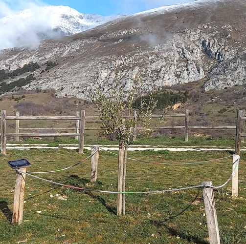 Ad Aielli sono stati piantati ulivi in memoria di Marcello Torre e Angelo Vassallo