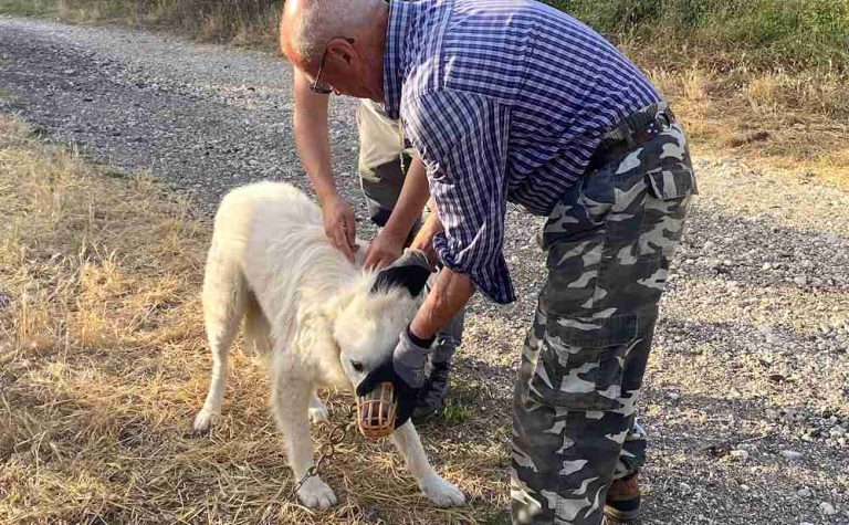 Vaccinati 67 cani da pastore