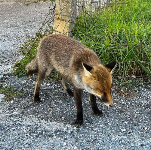 Volpe disorientata individuata a Civitella Roveto: affidata alle cure del servizio veterinario Asl