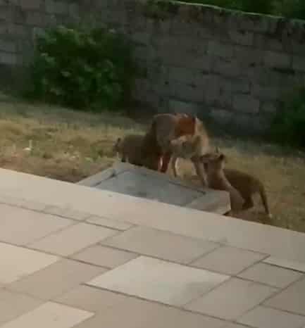 Nella Marsica c'è chi può ammirare mamma volpe e i suoi cinque cuccioli che giocano in giardino