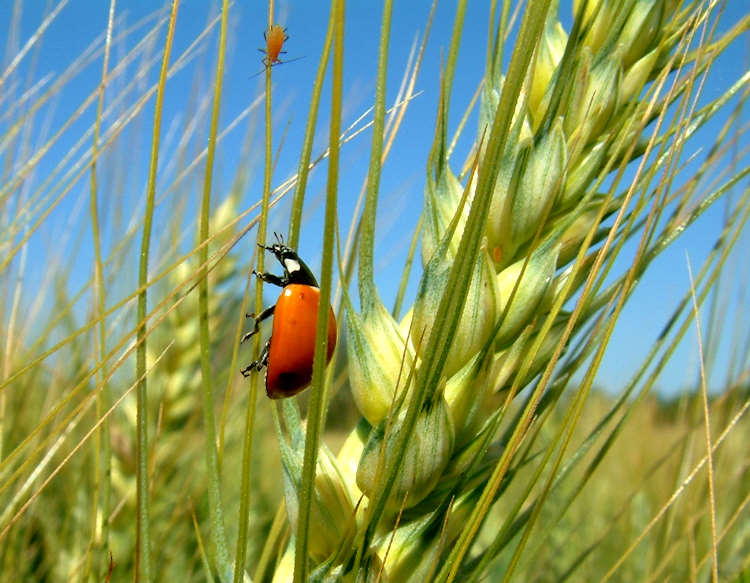 Conservazione dell'agrobiodiversità: bando della Regione Abruzzo