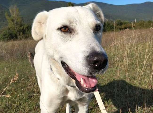 Dopo tre anni di inutili tentativi, la cagnolina dal passato difficile Gemma trova finalmente adozione in Svizzera