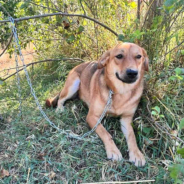 La cagnolina Luce abbandonata legata a un albero senza acqua né cibo: "Ha bisogno di una famiglia"