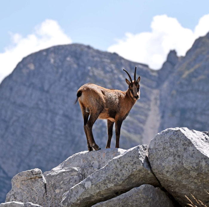 Tutela del camoscio appennino, numero chiuso controllato di turisti su tre sentieri del Parco nazionale d'Abruzzo