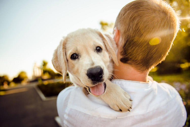 Chiesta l'istituzione del Garante regionale per i diritti degli animali