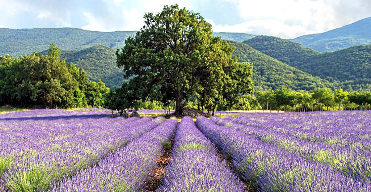 Contest fotografico presso il Lavandeto di Collelongo organizzato da "Agricoltori Alternativi"