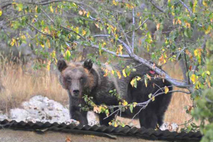 L'anziana orsa Gemma, Parco Nazionale d'Abruzzo: "Le dedicheremo il massimo delle attenzioni"