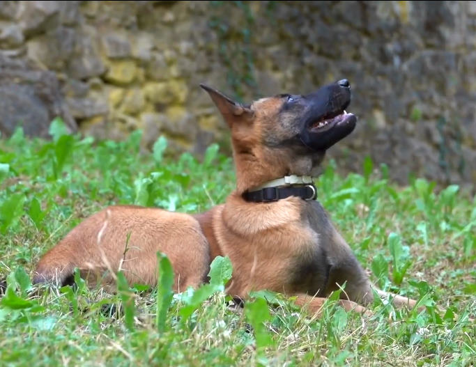 Rewilding Apennines e Salviamo l'Orso accolgono la cucciola Wild: diventerà un cane anti veleno