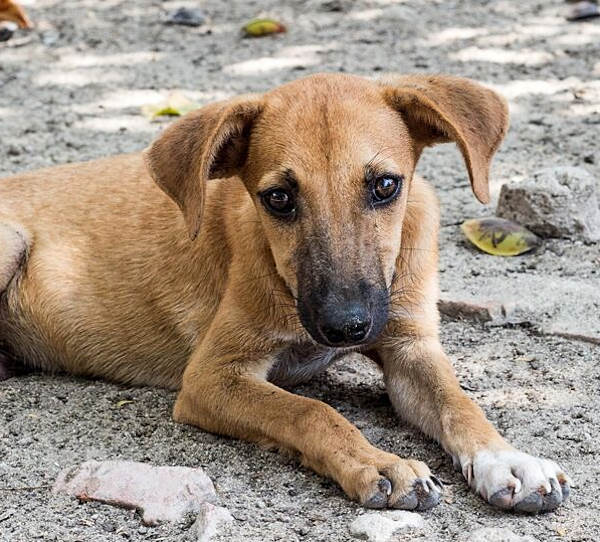 Iniziata a Balsorano la cattura dei cani randagi