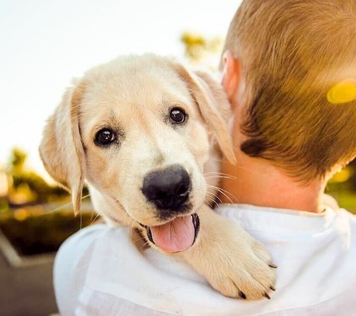 Oggi, 26 Agosto, è la Giornata mondiale del cane