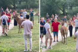 Cervo accerchiato e accarezzato dai turisti: polemiche per la gestione degli animali selvatici (video)