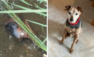 Cagnolino annegato nel fiume Rafia: "È lì da 6 giorni"