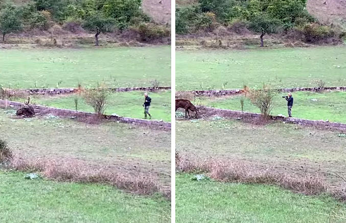 Si avvicina troppo a un cervo solo per fare una foto (video)