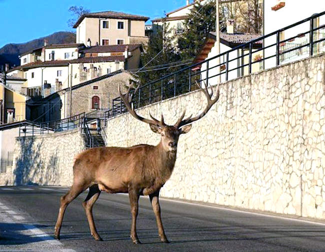 Cervi di Villetta Barrea: "Mantenere la distanza e non offrire cibo"