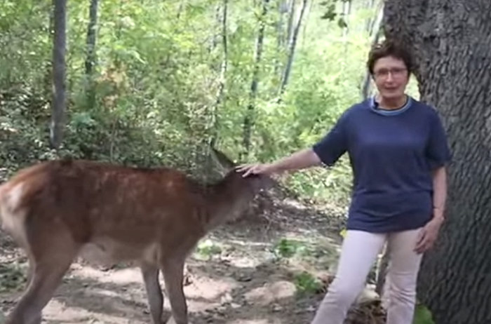 No all'abbattimento dei cervi in Abruzzo, la scrittrice Premio "Strega" Donatella Di Pietrantonio lancia il suo appello (video)