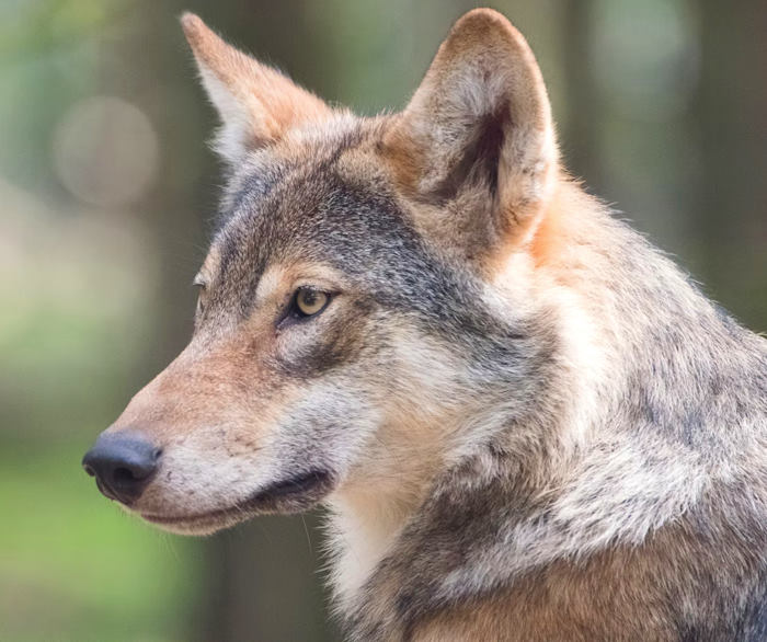 Lupo in paese, il Sindaco si mobilita dopo gli attacchi agli animali