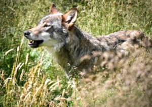 Trasferita nel Parco nazionale d'Abruzzo la lupa catturata a Roma dopo aver morso un bimbo