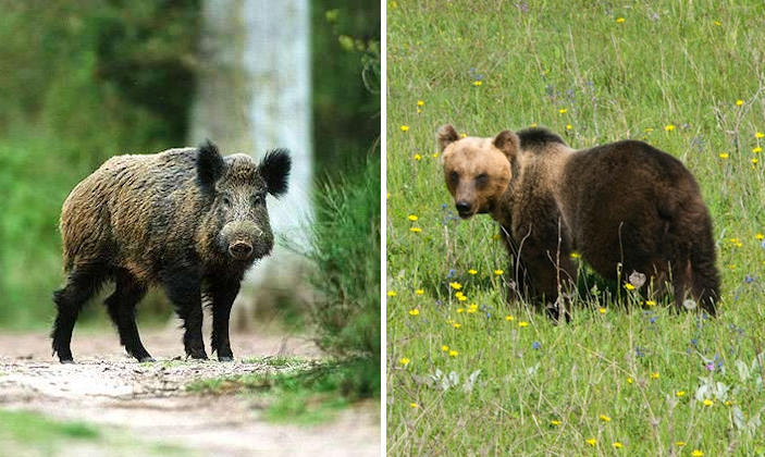 Sospesa la caccia al cinghiale nelle zone abitate dall'orso bruno marsicano