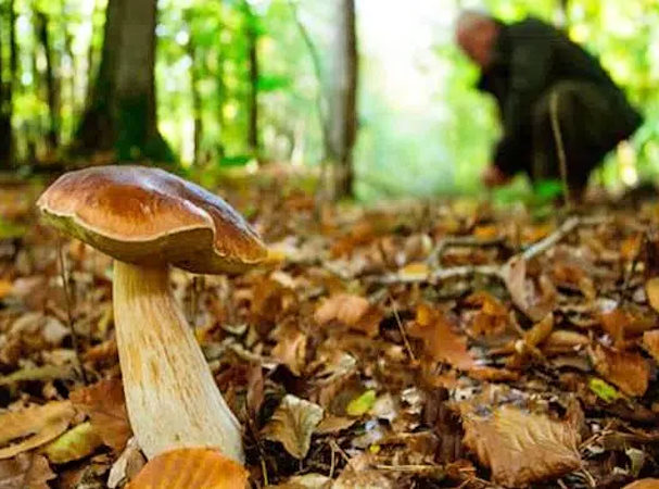 Cercatori di funghi: i consigli di sicurezza per evitare spiacevoli incidenti