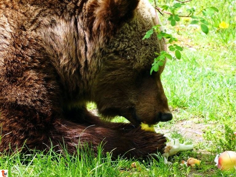 "Pianta un Melo, Aiuta un Orso”, una giornata tra natura, cultura e solidarietà a Bisegna