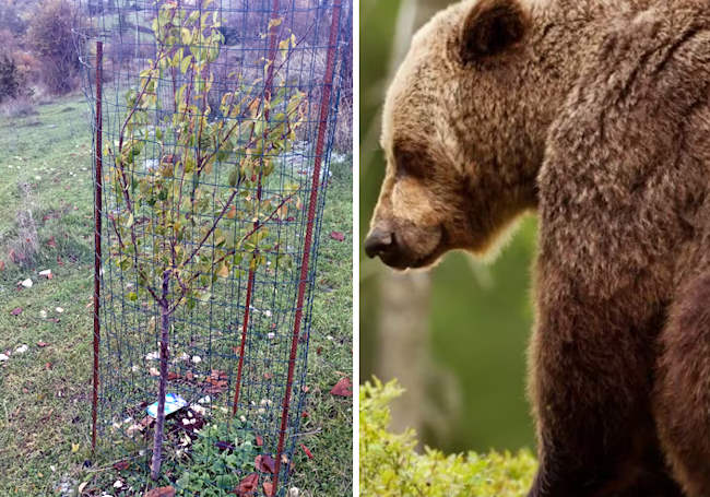 Una foresta per Amarena: nonostante il caldo estremo le piante da frutto per gli orsi sono vive e vegete