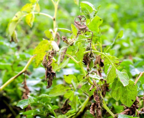 Aziende agricole danneggiate da pioggia e peronospora, pubblicato il bando per l'accesso ai contributi regionali