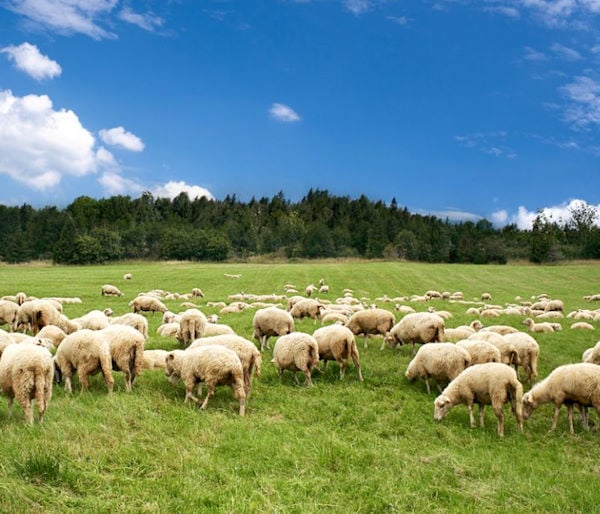 Adottate sei misure di prevenzione amministrativa antimafia per altrettante imprese nel settore dell'agricoltura e della pastorizia