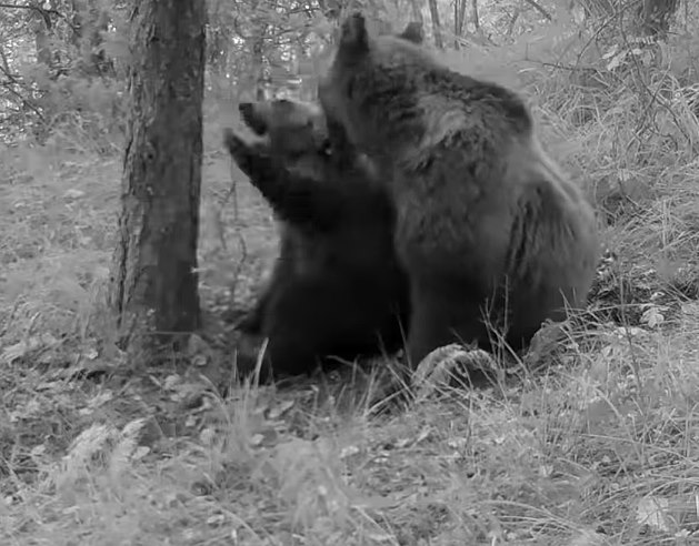 L'orsa Barbara è diventata mamma, buone nuove dalla Riserva Monte Genzana (video)