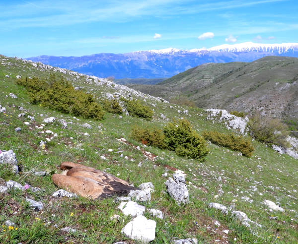 Basta avvelenamenti, Rewilding Apennines a difesa della fauna dell'Appennino centrale