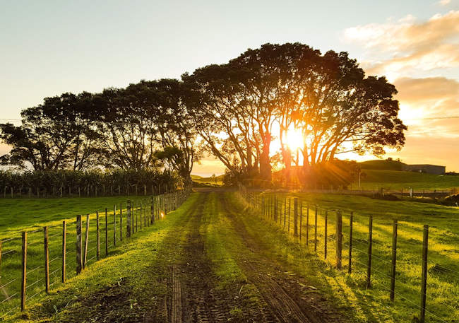 Investimenti non produttivi agricoli con finalità ambientali, tra pochi giorni l'apertura dello sportello