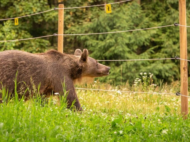 Bando regionale per la prevenzione dei danni da fauna selvatica, WWF e altre associazioni ambientaliste soddisfatte