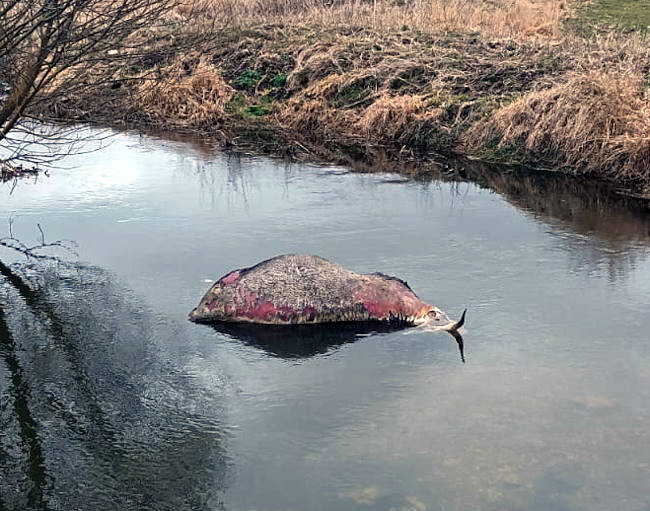 Rinvenuti tre bovini morti nel fiume Zittola, PNALM: "Si spera di poter escludere la presenza di TBC"