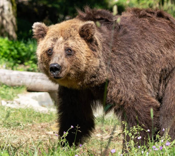 È morta Nita, l’orsa della Lituania ospitata nello zoo del Centro Visite del Parco a Pescasseroli