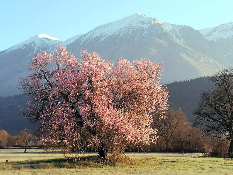 L'alba di primavera accende la Marsica, tra i fiori e la neve di Monte Velino: il bellissimo scatto di Alfonso Gargano