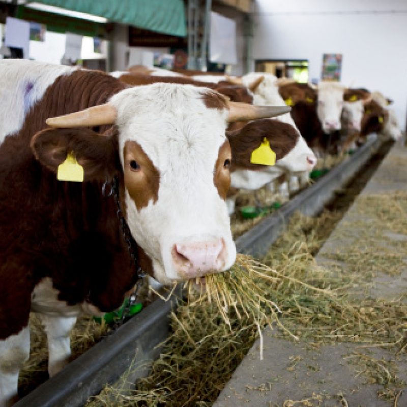 Cows eating