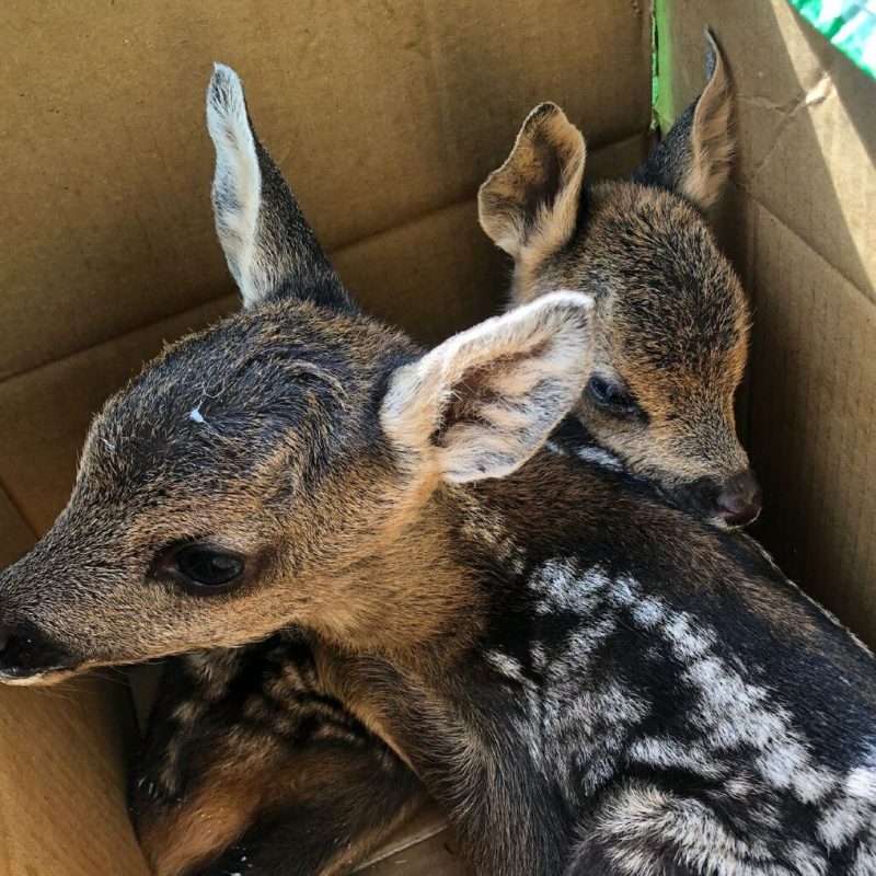 Chiuso l’unico centro di recupero fauna selvatica in Abruzzo