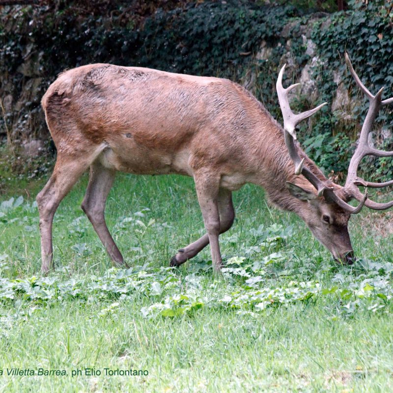 Cervo in libertà a Villetta Barrea