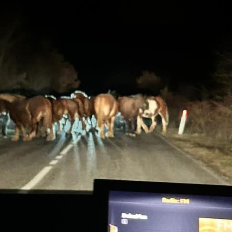 Cavalli e mucche invadono spesso la strada per Villavallelonga