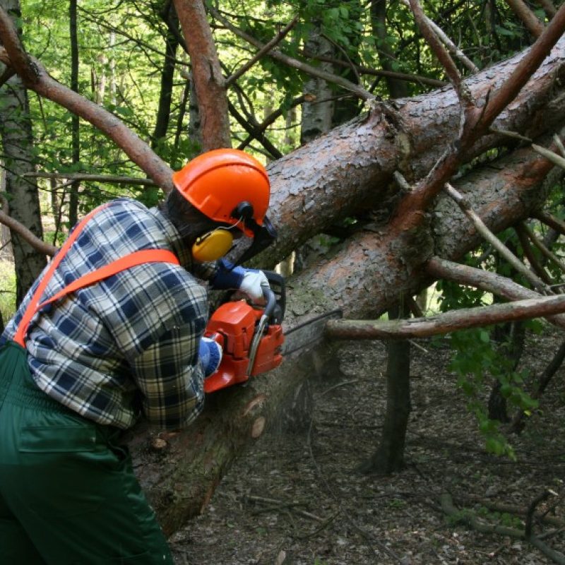 professionisti nel settore forestale