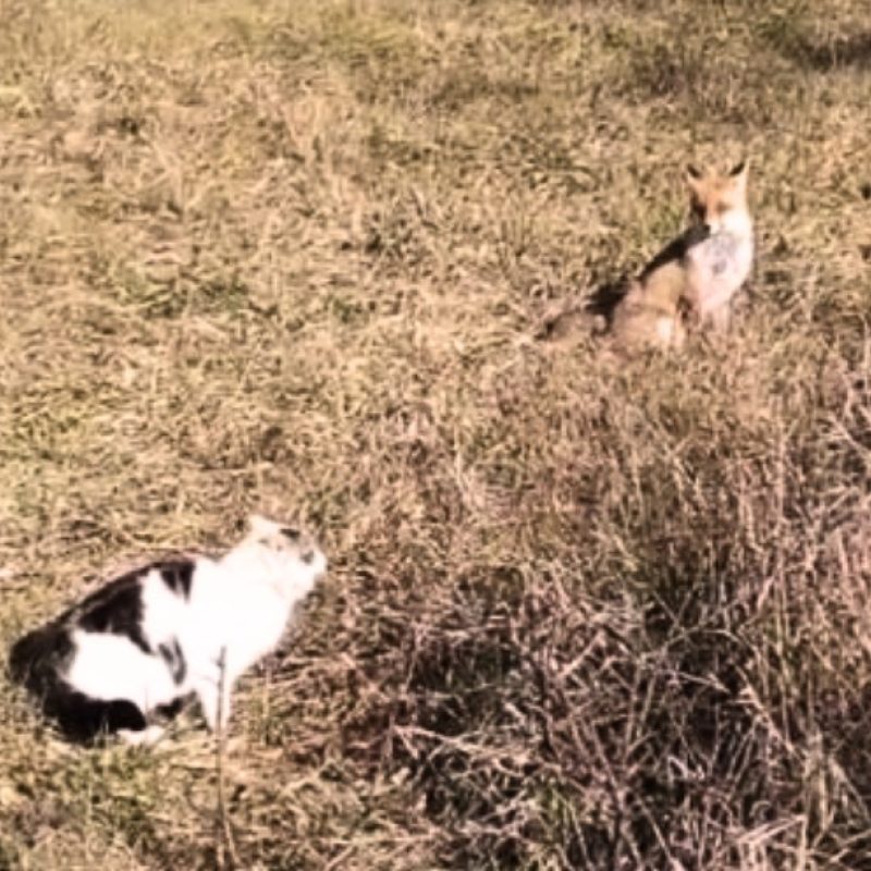 Il Gatto e la Volpe