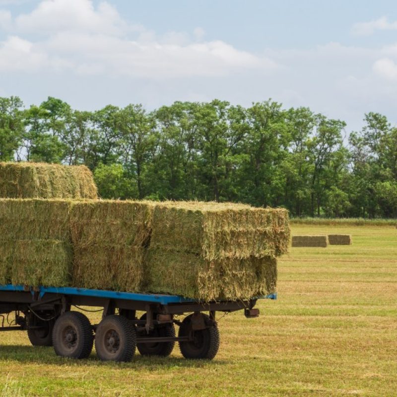 Imprese agricole in calo in Abruzzo